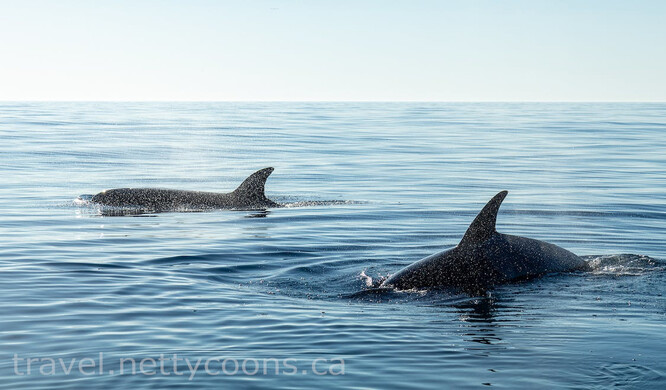 Bears and Whales